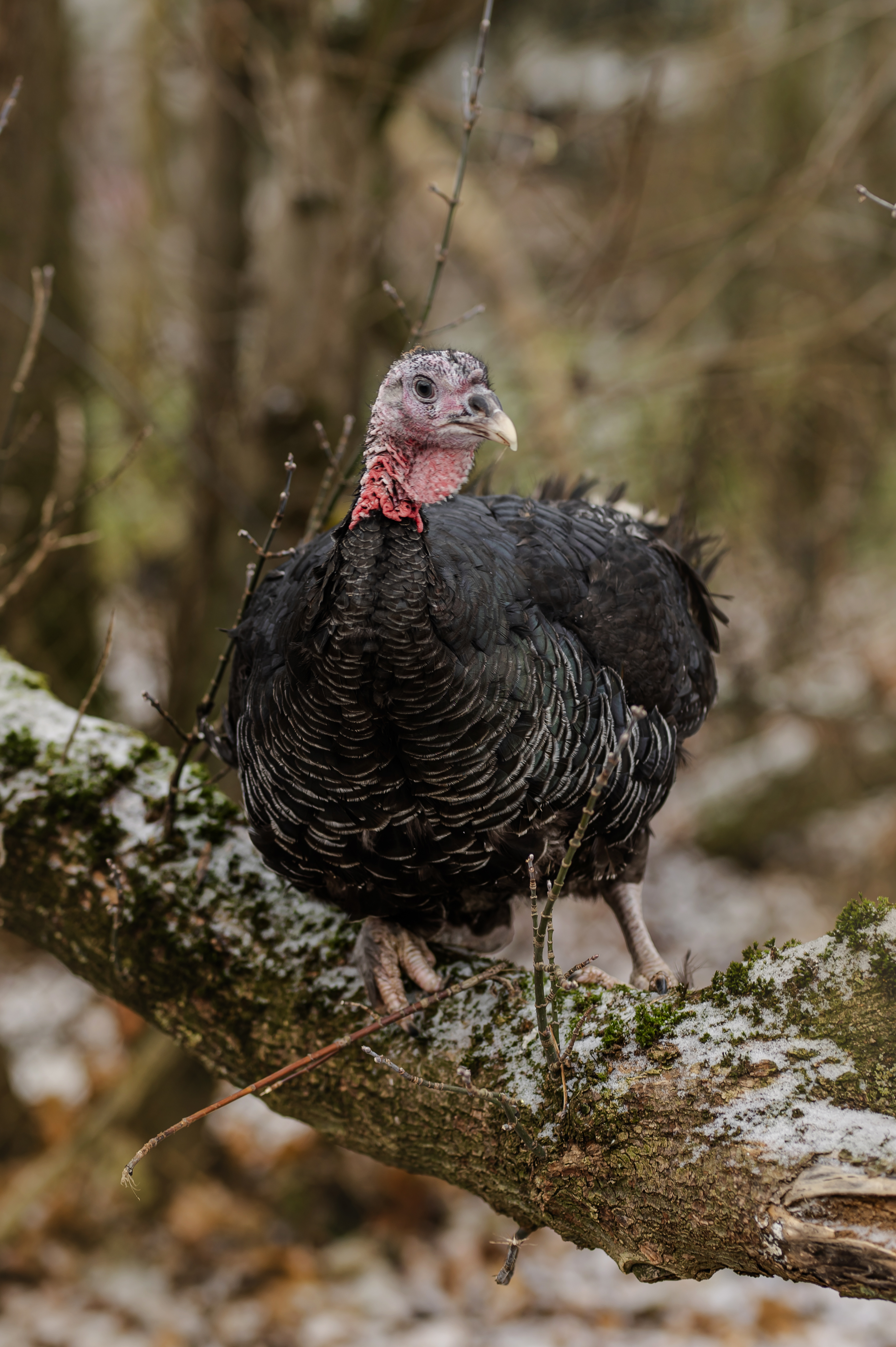Leśny Indyk EKO – Produkt, Którego Nie Ma Nikt !